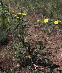 Potentilla transcaspia