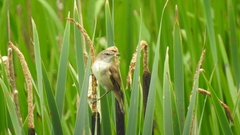 Acrocephalus arundinaceus