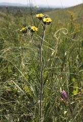 Potentilla transcaspia