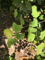Cercis canadensis