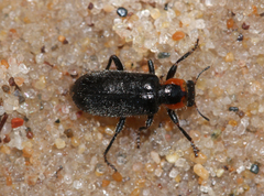 Placopterus thoracicus