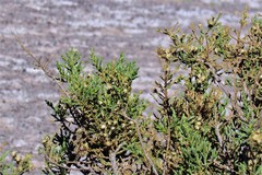 Parastrephia quadrangularis