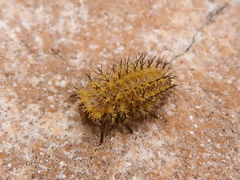 Henosepilachna argus