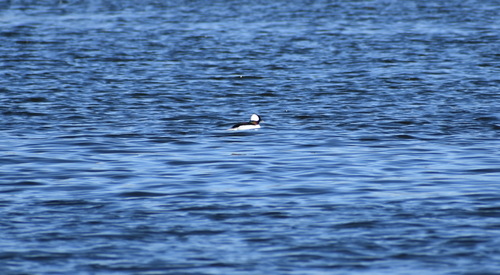 Bufflehead photographed in Indiana