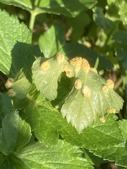 Puccinia smyrnii