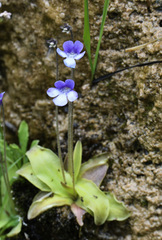 Pinguicula
