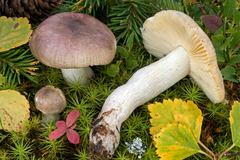 Russula versicolor