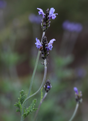 Lavandula multifida