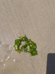 Ulva fasciata