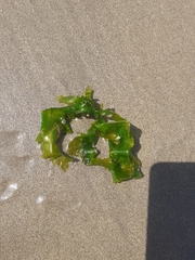 Ulva fasciata