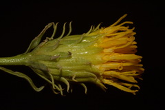 Chrysothamnus stylosus