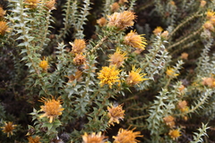 Chuquiraga ruscifolia
