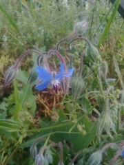 Borago officinalis