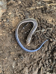 Plestiodon skiltonianus interparietalis