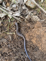 Plestiodon skiltonianus interparietalis