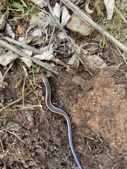 Plestiodon skiltonianus interparietalis