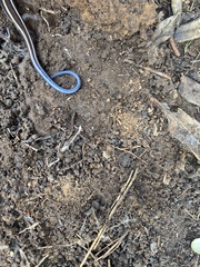 Plestiodon skiltonianus interparietalis