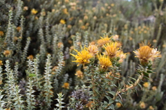 Chuquiraga ruscifolia