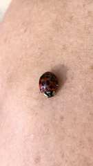 Harmonia axyridis