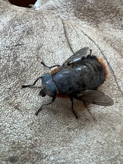 Osca lata