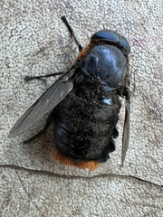 Osca lata