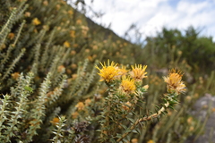 Chuquiraga ruscifolia
