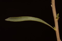 Chrysothamnus stylosus