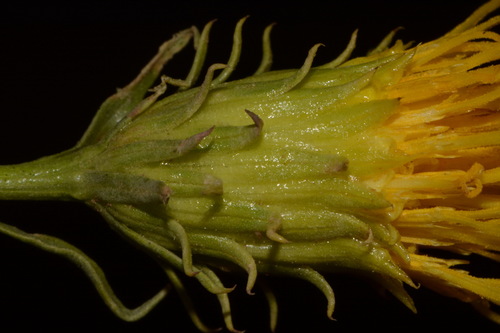 Image of Chrysothamnus stylosus by (c) Brian Finzel, some rights reserved (CC BY-SA)