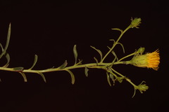 Chrysothamnus stylosus