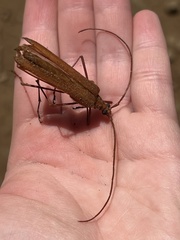 Proholopterus chilensis