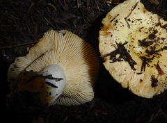 Russula acrolamellata