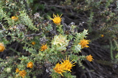 Chuquiraga ruscifolia