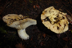 Russula acrolamellata