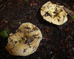 Russula acrolamellata