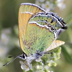 Callophrys mcfarlandi