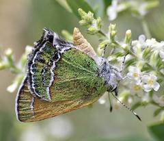 Callophrys mcfarlandi