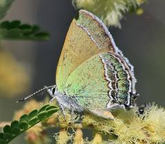 Callophrys mcfarlandi