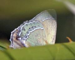 Callophrys mcfarlandi