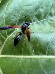 Protodiscoelius merula