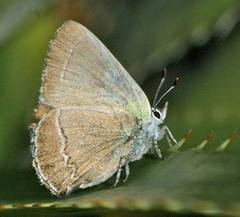 Callophrys mcfarlandi