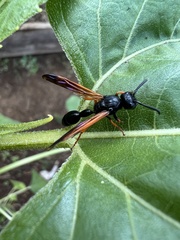 Protodiscoelius merula