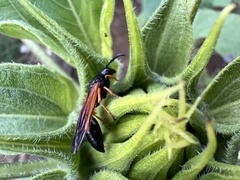 Protodiscoelius merula