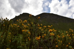 Chuquiraga ruscifolia