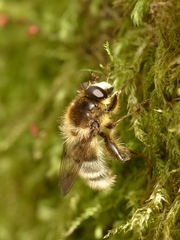 Criorhina ranunculi