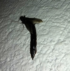 Atractocerus brasiliensis