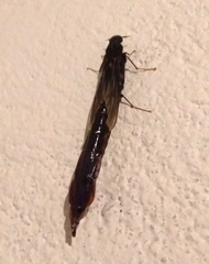 Atractocerus brasiliensis