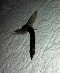 Atractocerus brasiliensis