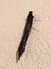 Atractocerus brasiliensis