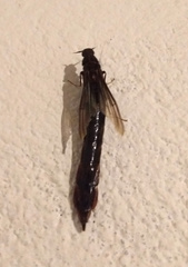 Atractocerus brasiliensis