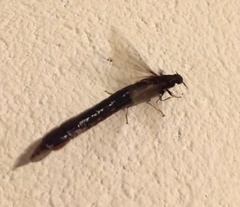 Atractocerus brasiliensis
